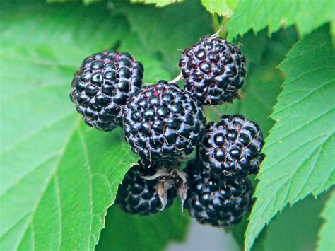 Black Raspberries Vs Blackberries The Difference Between These Summer Fruits