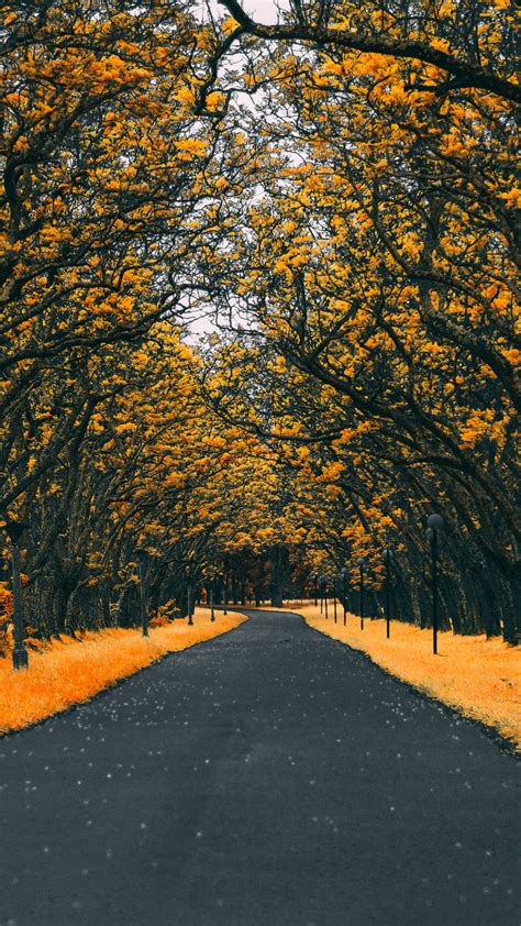 Autumn Road Nature 4k Wallpaper Umah Gambar