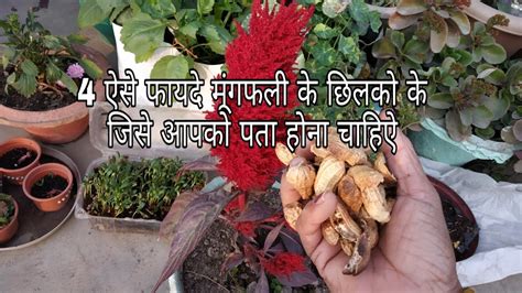 4 Ways To Use Peanut Shells In Gardening मूगंफली के छिलको के 4 फायदे Advantage Of Groundnut