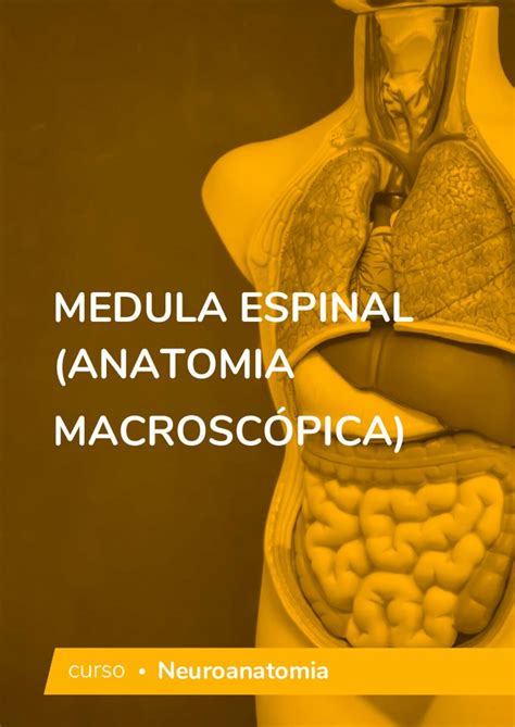 PDF MEDULA ESPINAL ANATOMIA MACROSCÓPICA A medula espinal e o