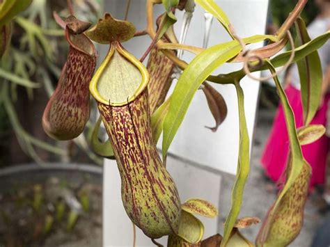 Nepenthes Alata Carnivorous Plant Resource