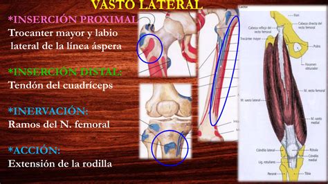 Musculos Del Compartimento Anterior Del Muslo Anatom A Ppt