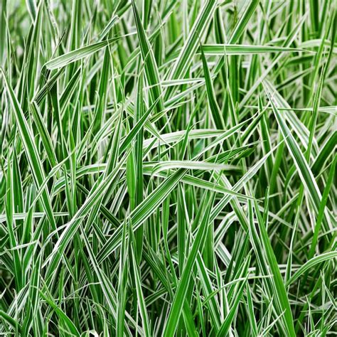 Premium Photo The Ryegrass Striped Grass