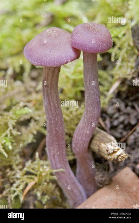 Pink Mycena Mycena Pura Mushrooms In Horth Hill Regional Park North