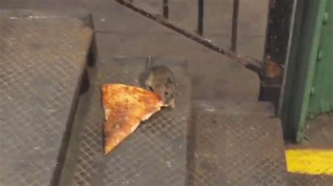 Pizza Rat Caught on Film by Upright Citizens Brigade Member