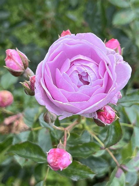 Nautica® Rose Palatine Fruit And Roses