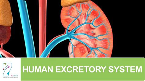 Human Excretory System Youtube