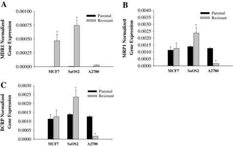 Rna Expression Of Mdr Mrp And Bcrp Mrna Expression Measured By Real