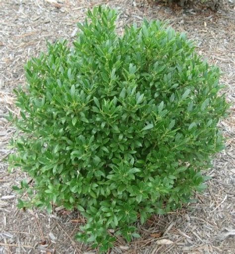 Gem Box Inkberry Ilex Glabra Laurens Garden Service