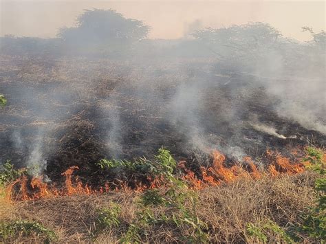 Grass And Woods Burnt Fire Brigade Got Control अज्ञात कारणों से