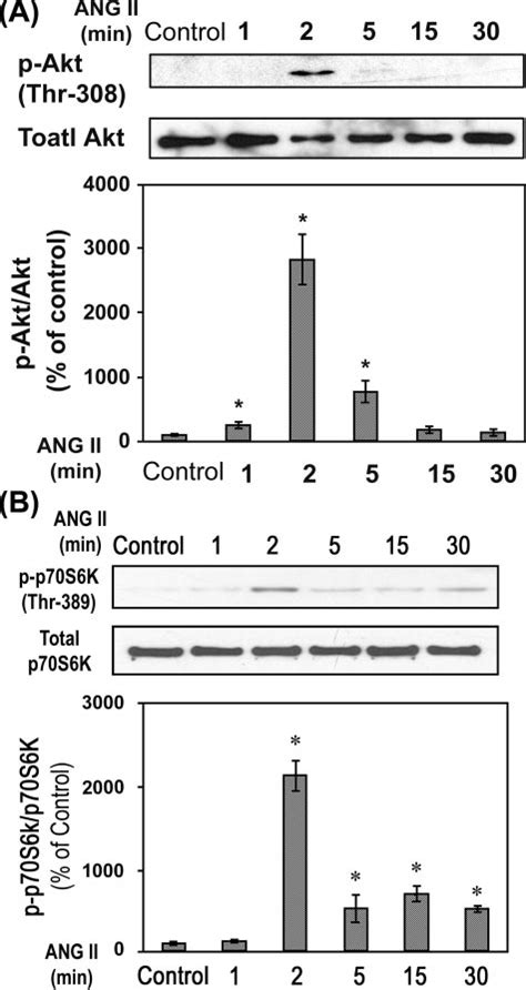 Ang Ii Induces Increases In Phosphorylation Of Akt And P70s6k Mes 13 Download Scientific