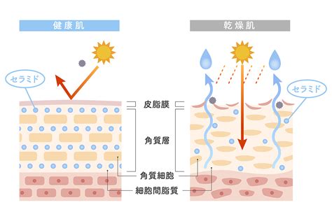 日焼けや乾燥で瀕死状態…夏の肌ダメージをリセットする方法って？ 【お肌レスキュー隊】 Mismos（ミスモス）