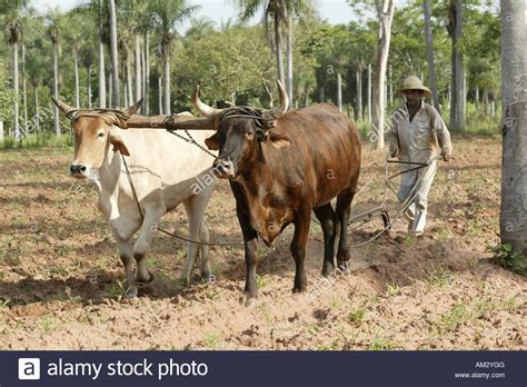 Descargar Esta Imagen Trabajador De Campo Arando Un Campo Con Un Arado