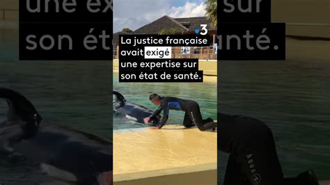 La Mort De L Orque Inouk Au Parc Marineland D Antibes Cannes Tendances