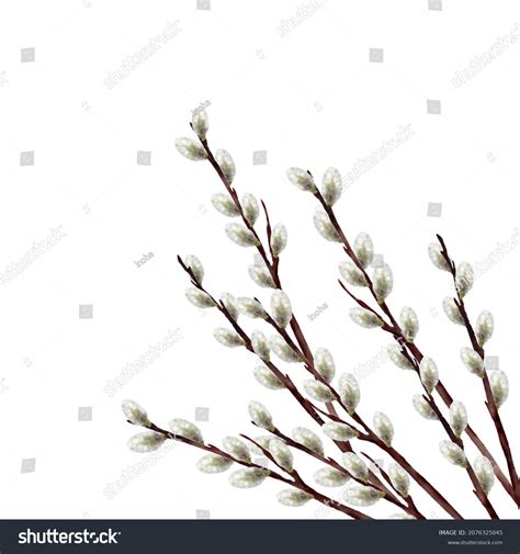 Watercolor Painting Pussy Willow Stock Illustration Shutterstock