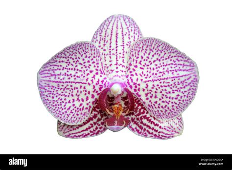 White Moth Orchid Phalaenopsis Hi Res Stock Photography And Images