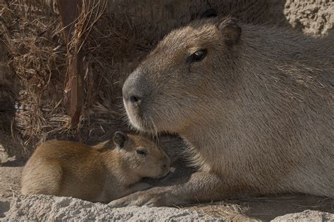 Capybara San Diego Zoo 100