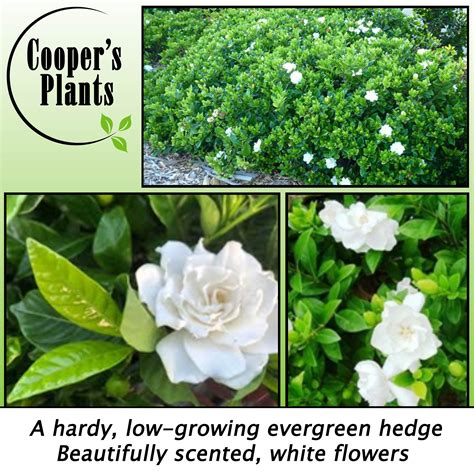 Gardenia Augusta Florida Fragrant Gardenia — Cooper S Plants