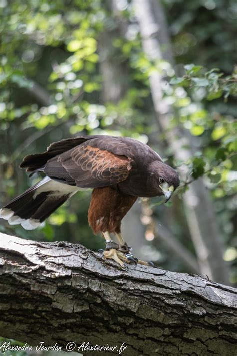 Buse De Harris Ou Aigle Du Mexique Parabuteo Unicinctus Alexterieur Fr