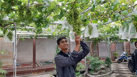 Pengembangan Budidaya Anggur Berpotensi Jadi Agrowisata Suaraindo Id