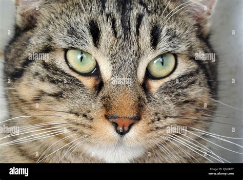 Occhi di gatto Fotos und Bildmaterial in hoher Auflösung Alamy