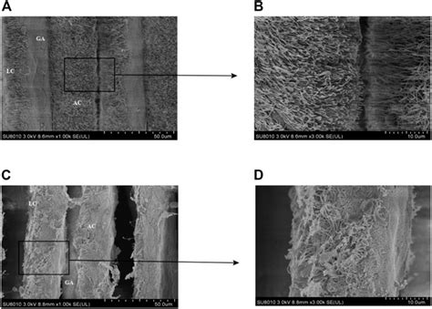 Frontiers Morphological Change And Differential Proteomics Analysis