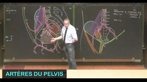 Anatomie Des Art Res Du Pelvis Pelvis Youtube