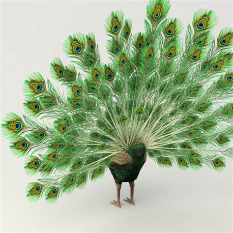 Rigged Peacock Animation 3d Max