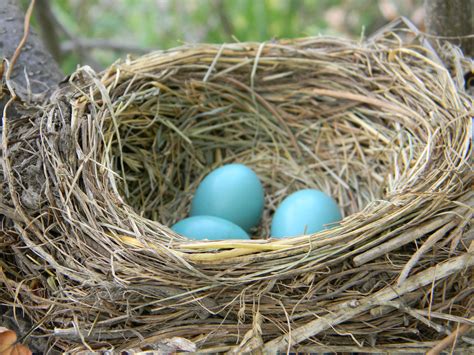Nest and Egg Identification Resources - The Infinite Spider
