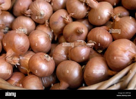 Food Crop Shallots Variety High Resolution Stock Photography And Images