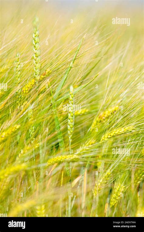 field of barley Stock Photo - Alamy