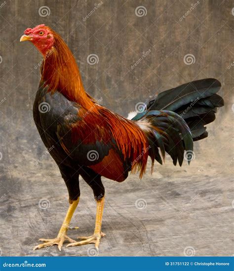 Black Fighting Rooster