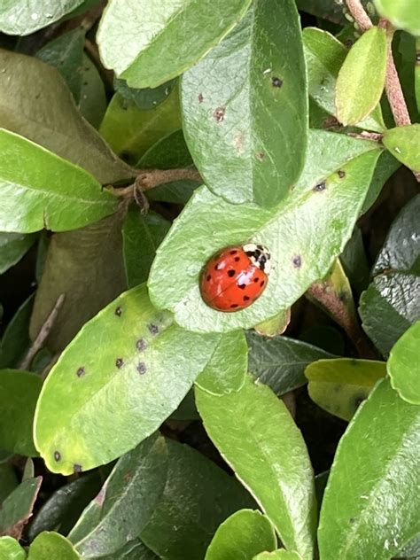 Asian Lady Beetle From Calle Acueducto Xochimilco CDMX MX On July 28