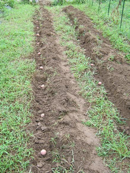 秋ジャガイモ植え付け 野菜と果樹の栽培日記