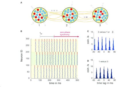 | Dynamics of three networks of excitatory and inhibitory neurons ...