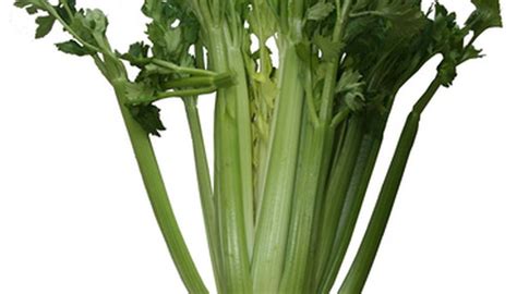 How to Plant Celery | Garden Guides