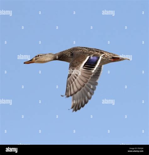 Female Mallard Duck In Flight Stock Photo Alamy