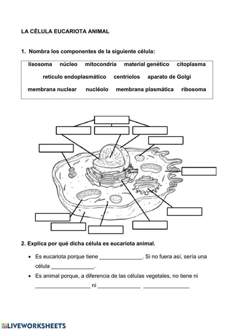 Ejercicio De Organelos Citoplasmaticos Fichas De Trabajo Celula Images