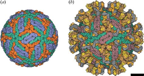 Cryo EM Structure Of TBEV A Structure Of The Mature TBEV Particle