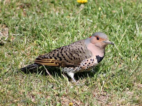 Female Yellow Shafted Northern Flicker Photograph By J Mccombie Pixels