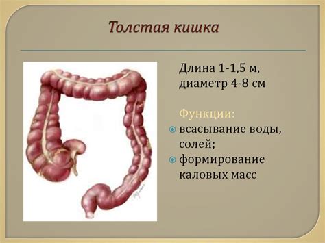 Фаршированная кишка толстая кишка - 88 фото