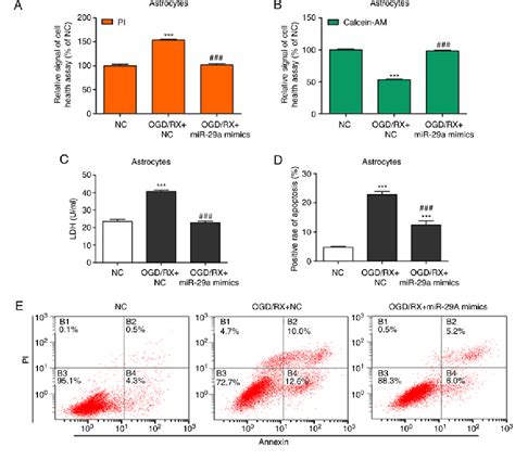 Figure 1 From MiR 29a Ameliorates Ischemic Injury Of Astrocytes In