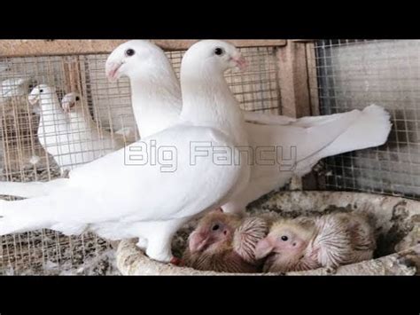 German Beauty Homer Pigeons Breeders Fancy Pigeon Farm Breeding