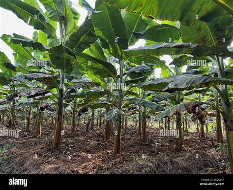 Kerala Food Crops Hi Res Stock Photography And Images Alamy