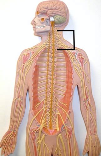 KIN 233 Lab 6 Nervous System And Nerves Flashcards Quizlet