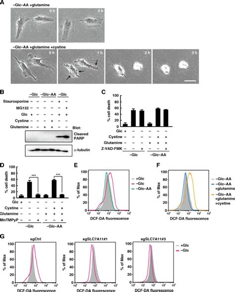 Cystine Uptake Through The Cystine Glutamate Antiporter XCT Triggers