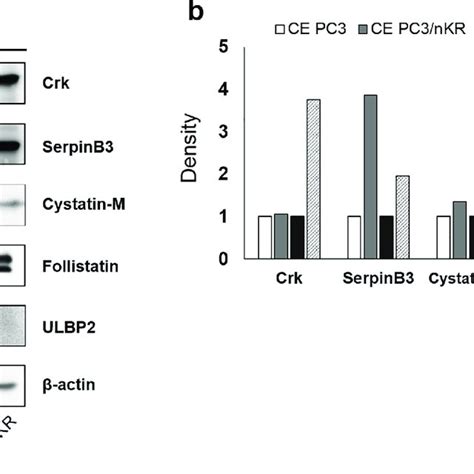 Validation Of Quantitative Proteomics Result Using Immunoblots A Download Scientific Diagram