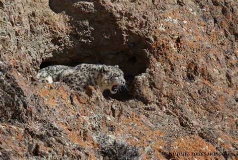 Snow Leopard Climbing