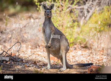 Observant animal hi-res stock photography and images - Alamy