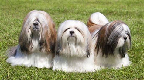 Lhasa Apso Breed Information Our Deer